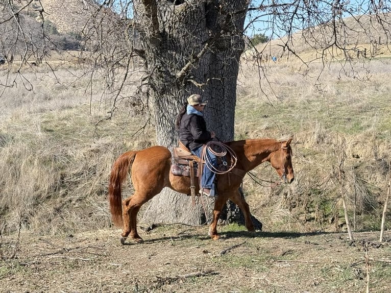 American Quarter Horse Ruin 10 Jaar 152 cm Falbe in Paicines CA