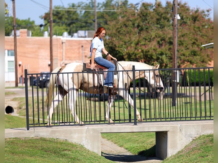 American Quarter Horse Ruin 10 Jaar 152 cm Gevlekt-paard in Forney