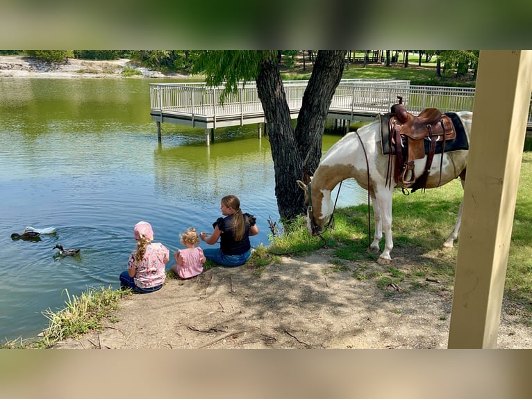 American Quarter Horse Ruin 10 Jaar 152 cm Gevlekt-paard in Forney