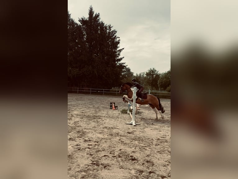 American Quarter Horse Mix Ruin 10 Jaar 152 cm Gevlekt-paard in Buggingen