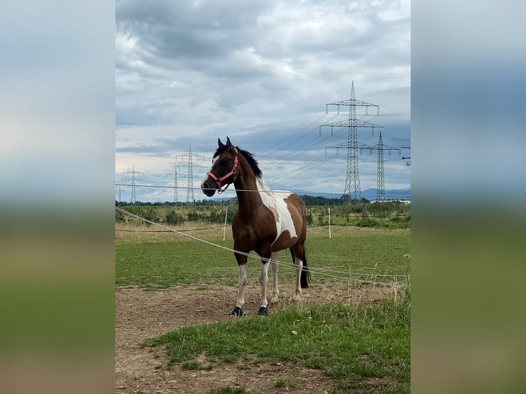 American Quarter Horse Mix Ruin 10 Jaar 152 cm Gevlekt-paard in Buggingen