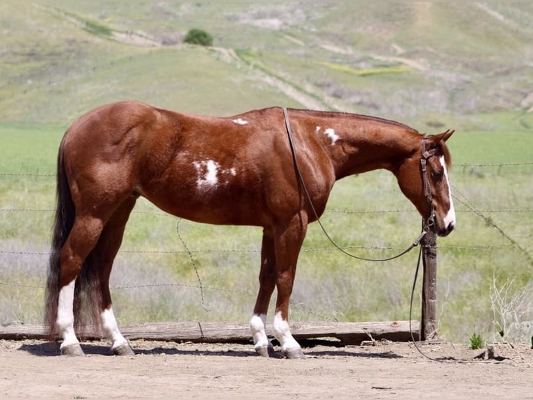 American Quarter Horse Ruin 10 Jaar 152 cm Overo-alle-kleuren in Paicines CA