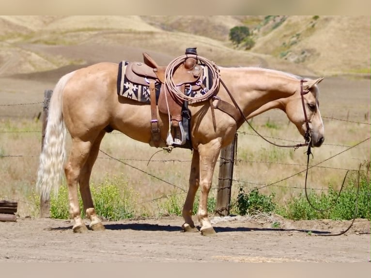 American Quarter Horse Ruin 10 Jaar 152 cm Palomino in Tres Pinos