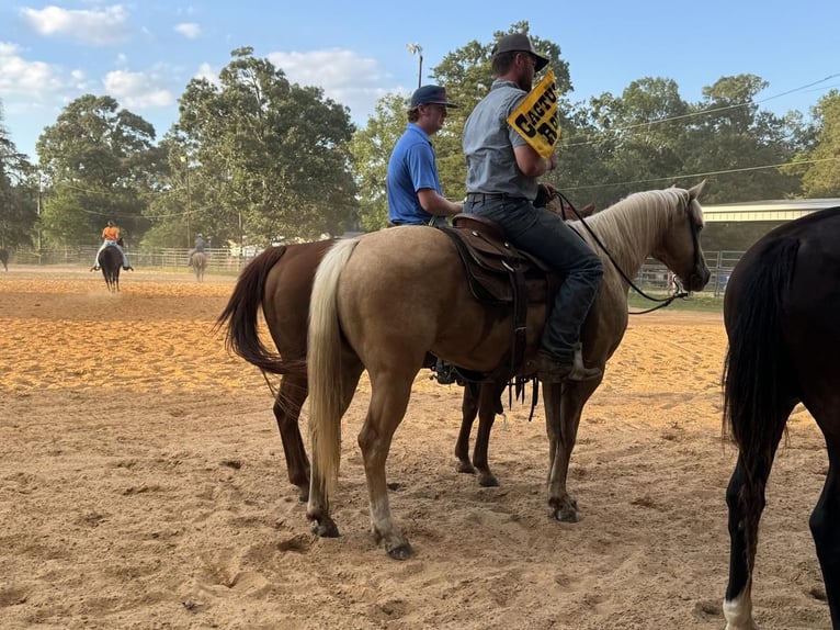 American Quarter Horse Ruin 10 Jaar 152 cm Palomino in Carthage, TX