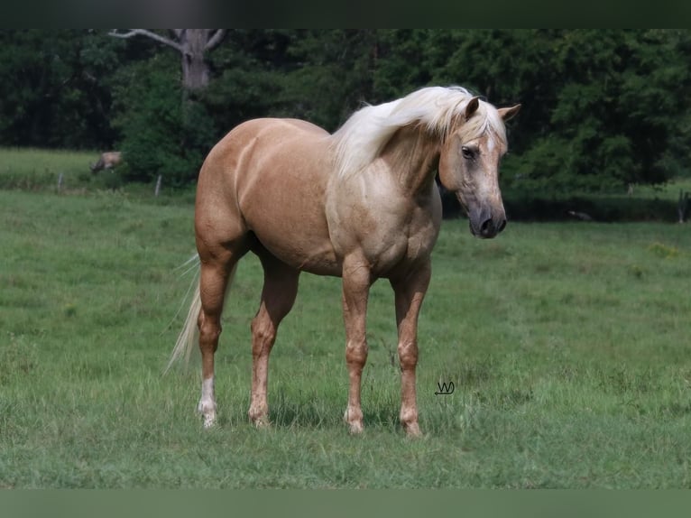 American Quarter Horse Ruin 10 Jaar 152 cm Palomino in Carthage, TX