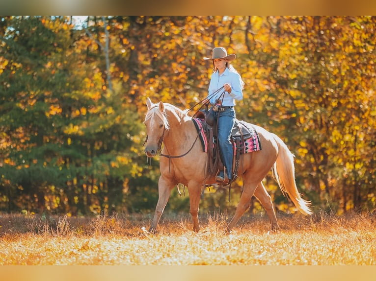 American Quarter Horse Ruin 10 Jaar 152 cm Palomino in Lyles