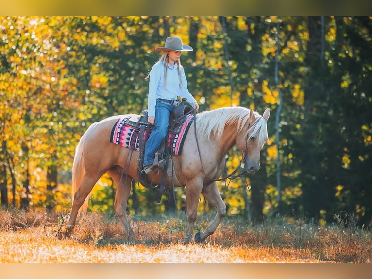 American Quarter Horse Ruin 10 Jaar 152 cm Palomino in Lyles