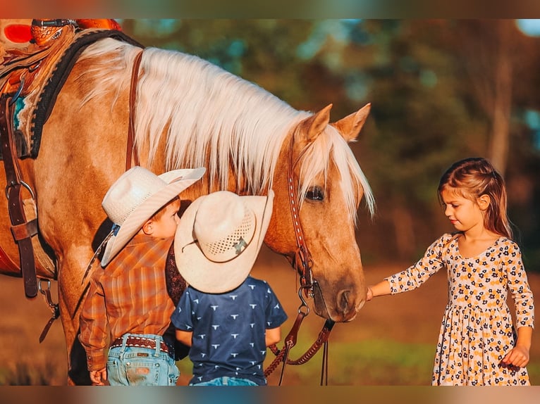 American Quarter Horse Ruin 10 Jaar 152 cm Palomino in Lyles
