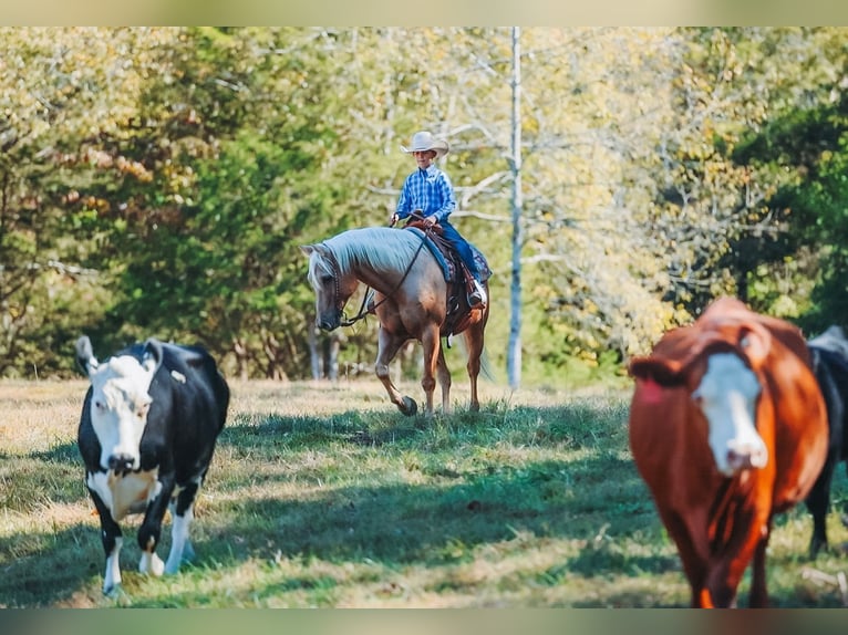 American Quarter Horse Ruin 10 Jaar 152 cm Palomino in Lyles
