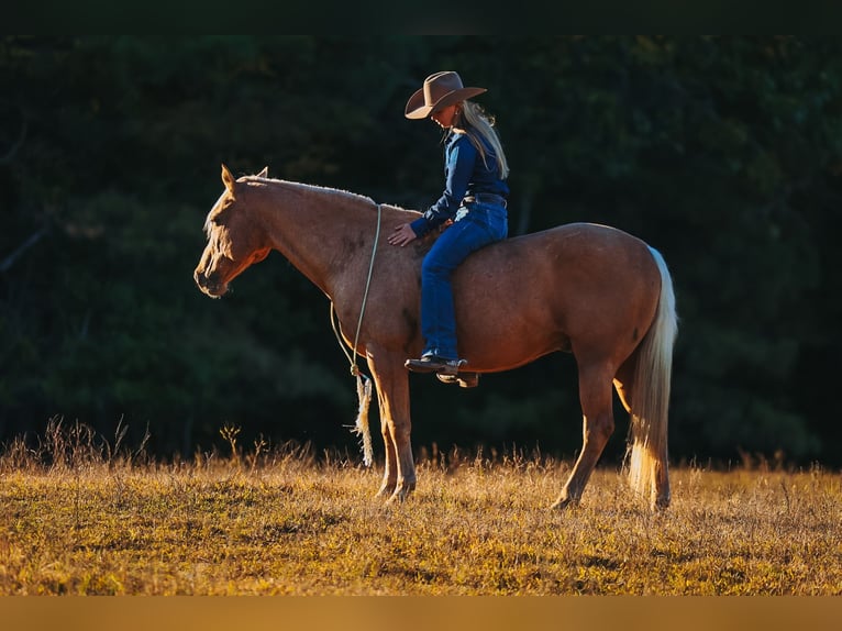 American Quarter Horse Ruin 10 Jaar 152 cm Palomino in Lyles