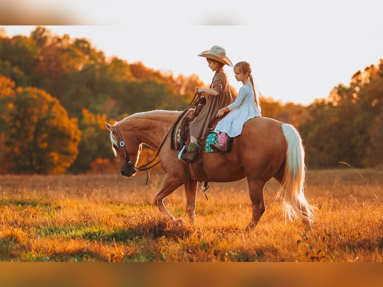 American Quarter Horse Ruin 10 Jaar 152 cm Palomino in Lyles
