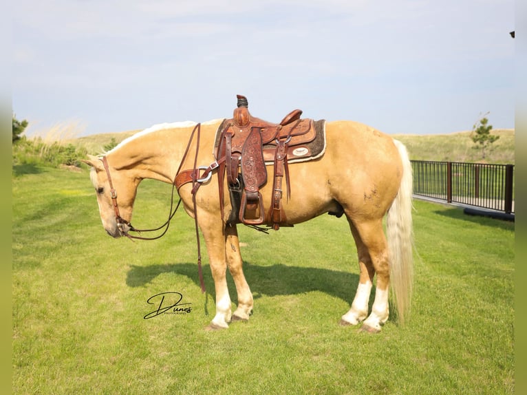American Quarter Horse Mix Ruin 10 Jaar 152 cm Palomino in Thedford, NE