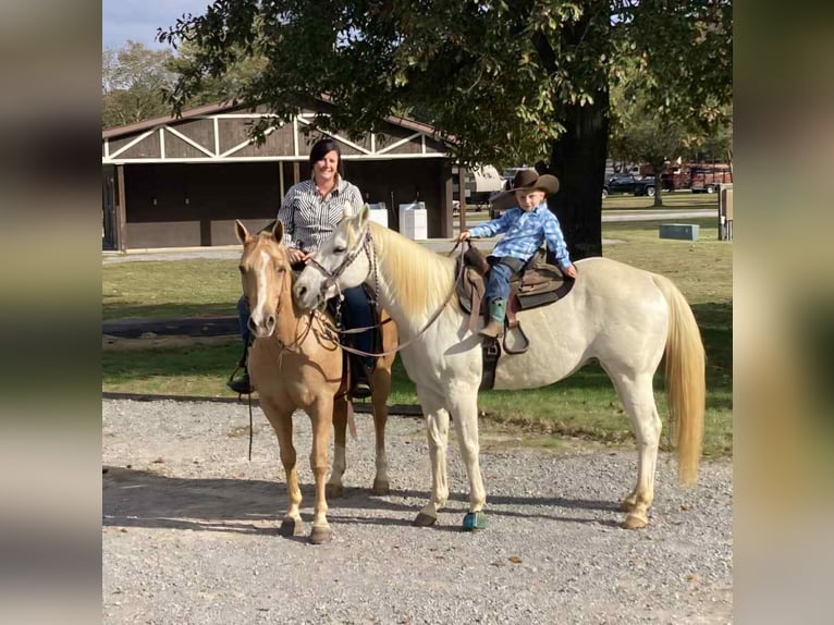 American Quarter Horse Ruin 10 Jaar 152 cm Palomino in Robards