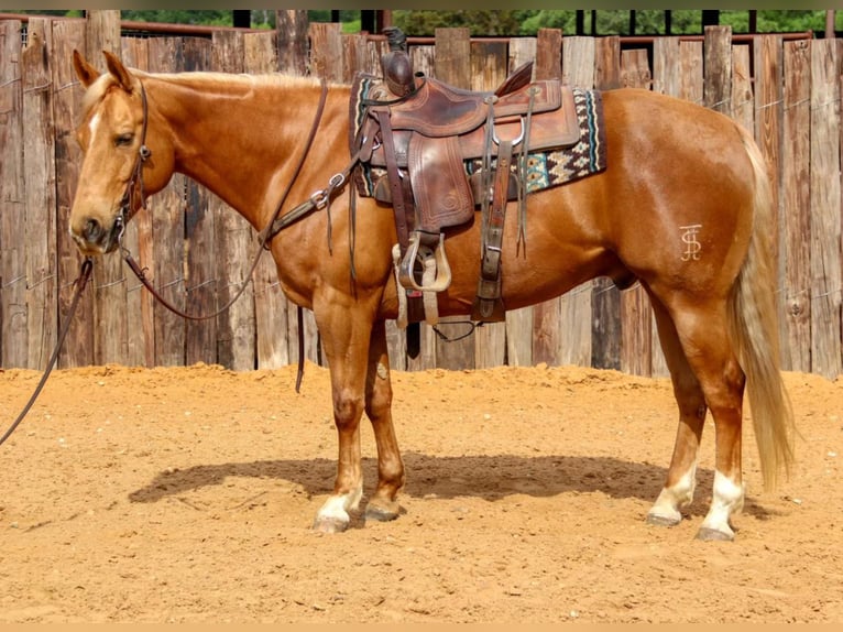 American Quarter Horse Ruin 10 Jaar 152 cm Palomino in Joshua TX