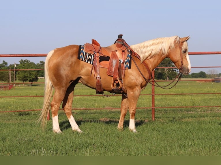 American Quarter Horse Ruin 10 Jaar 152 cm Palomino in Grand Saline TX