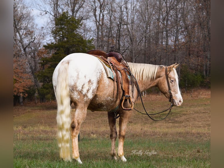 American Quarter Horse Ruin 10 Jaar 152 cm Palomino in Greenville Ky