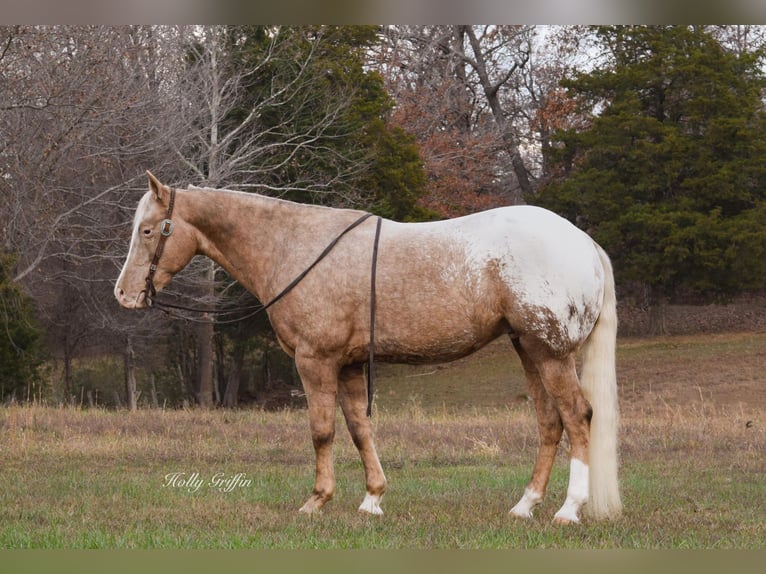 American Quarter Horse Ruin 10 Jaar 152 cm Palomino in Greenville Ky