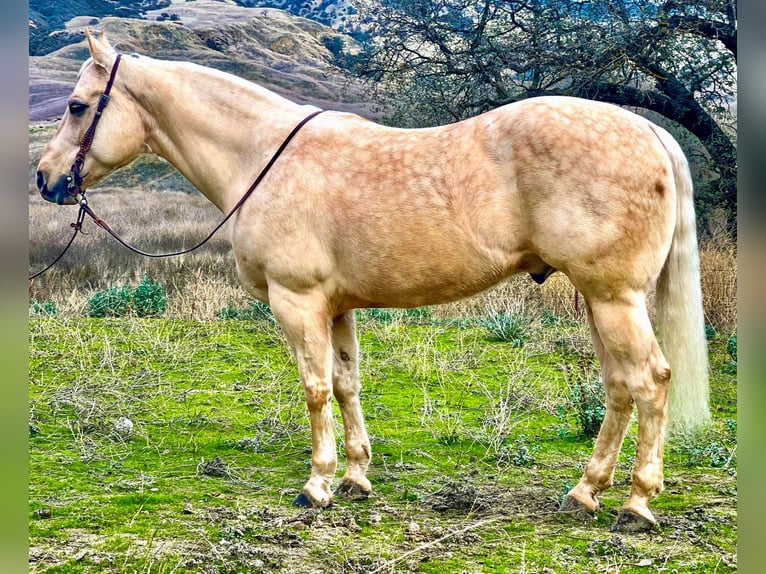 American Quarter Horse Ruin 10 Jaar 152 cm Palomino in Paicines CA