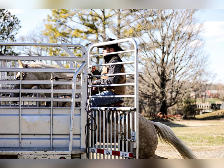 American Quarter Horse Ruin 10 Jaar 152 cm Palomino in Santa Fe TN