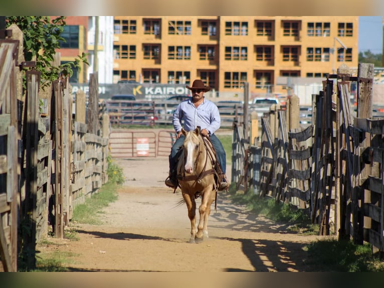 American Quarter Horse Ruin 10 Jaar 152 cm Palomino in Stephenville TX