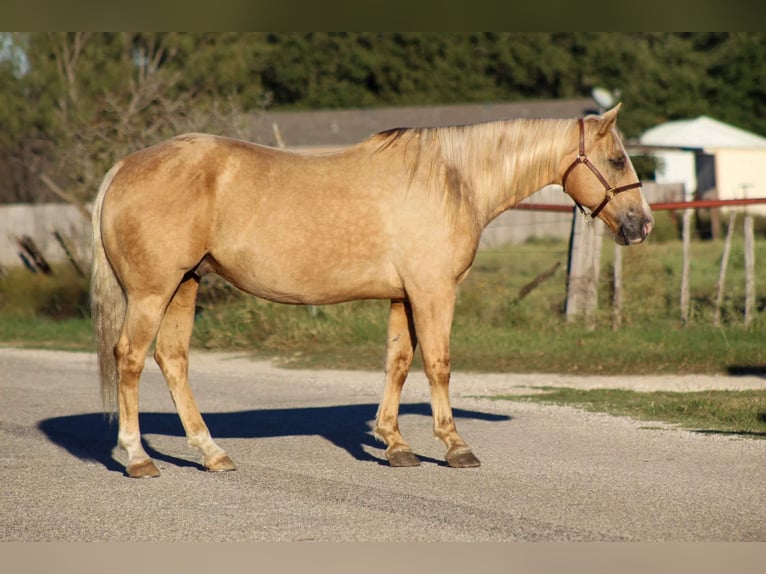 American Quarter Horse Ruin 10 Jaar 152 cm Palomino in Stephenville TX