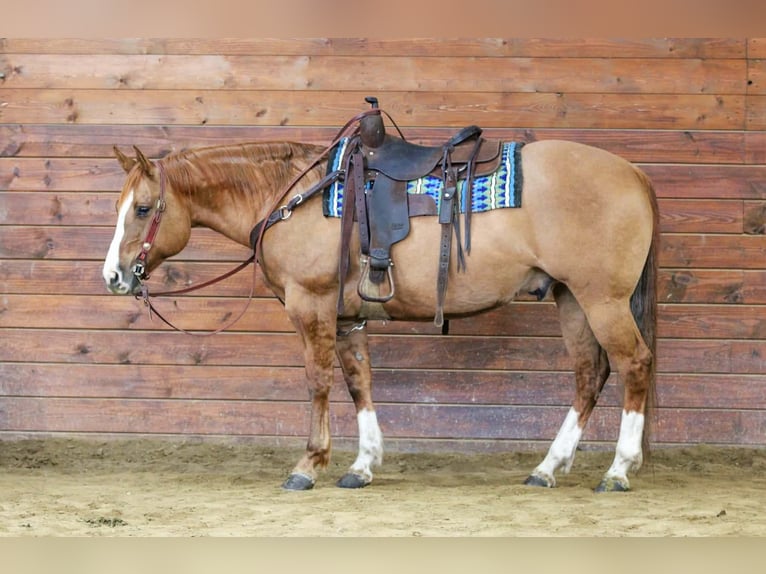 American Quarter Horse Ruin 10 Jaar 152 cm Red Dun in Clarion