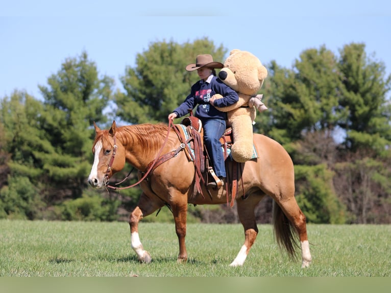 American Quarter Horse Ruin 10 Jaar 152 cm Red Dun in Clarion