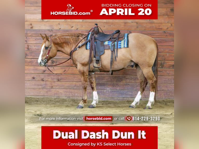 American Quarter Horse Ruin 10 Jaar 152 cm Red Dun in Clarion