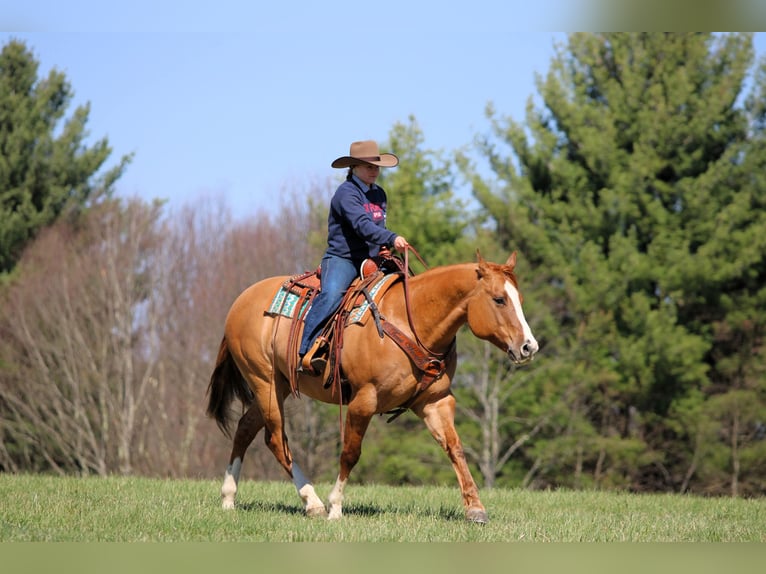 American Quarter Horse Ruin 10 Jaar 152 cm Red Dun in Clarion