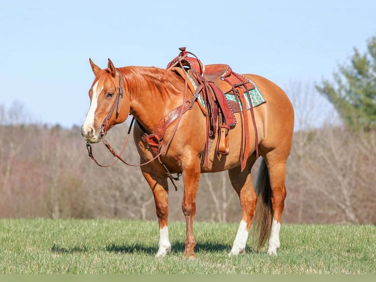 American Quarter Horse Ruin 10 Jaar 152 cm Red Dun in Clarion
