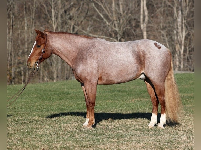 American Quarter Horse Ruin 10 Jaar 152 cm Roan-Bay in Mount Vernon