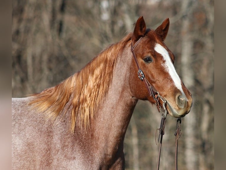 American Quarter Horse Ruin 10 Jaar 152 cm Roan-Bay in Mount Vernon