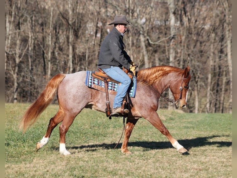 American Quarter Horse Ruin 10 Jaar 152 cm Roan-Bay in Mount Vernon