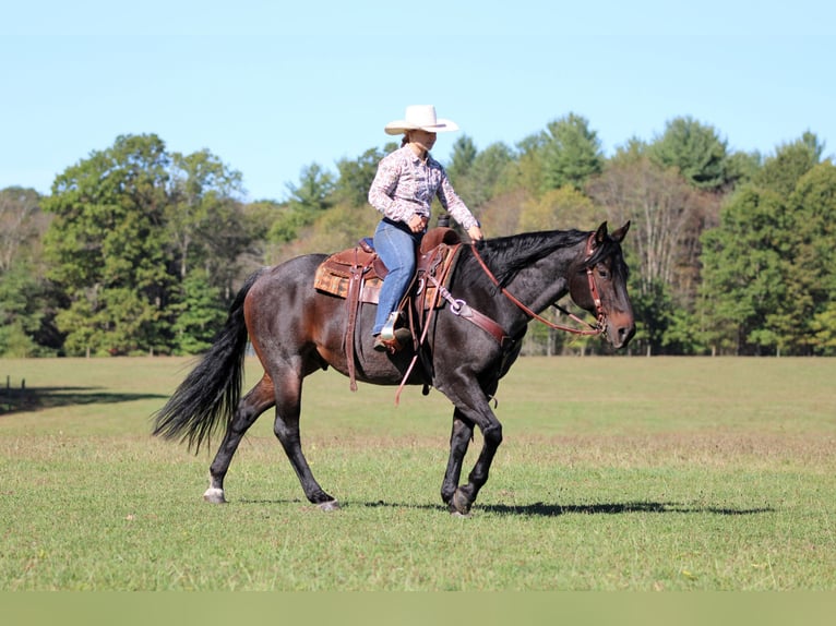 American Quarter Horse Ruin 10 Jaar 152 cm Roan-Bay in Clarion