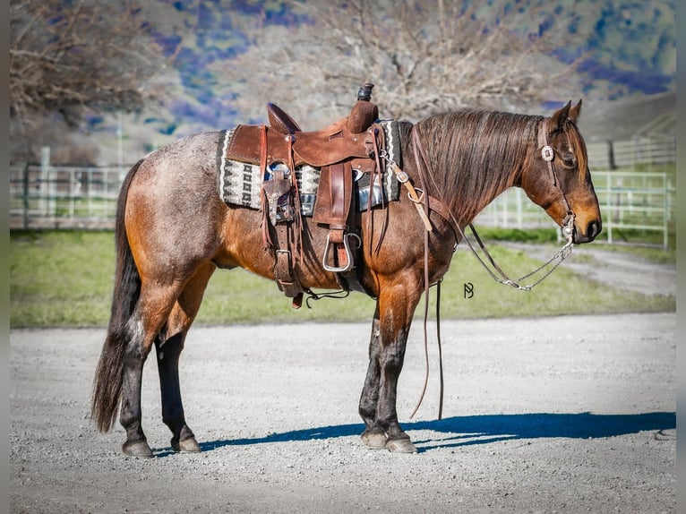 American Quarter Horse Ruin 10 Jaar 152 cm Roan-Bay in Lincoln
