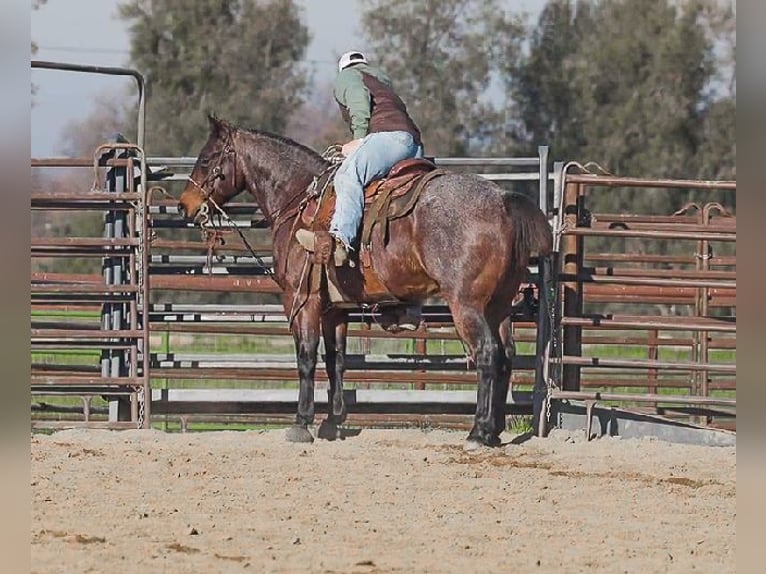 American Quarter Horse Ruin 10 Jaar 152 cm Roan-Bay in Lincoln