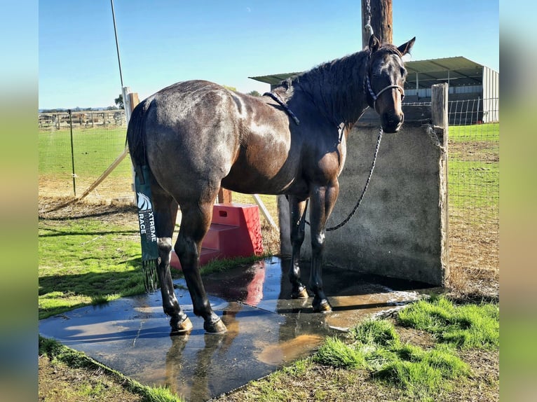 American Quarter Horse Ruin 10 Jaar 152 cm Roan-Bay in Lincoln