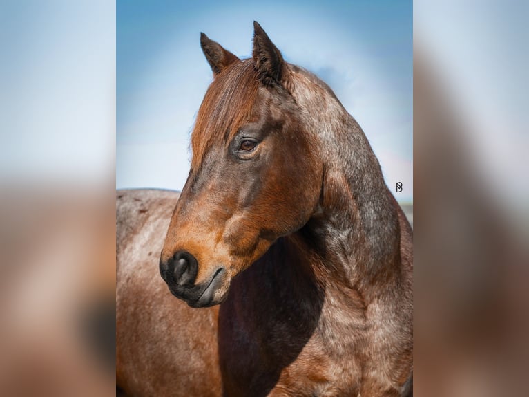 American Quarter Horse Ruin 10 Jaar 152 cm Roan-Bay in Lincoln
