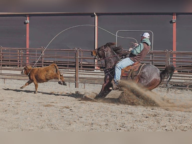 American Quarter Horse Ruin 10 Jaar 152 cm Roan-Bay in Lincoln