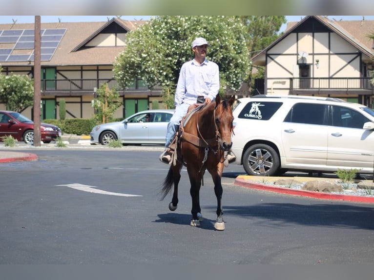 American Quarter Horse Ruin 10 Jaar 152 cm Roan-Bay in Paicines CA