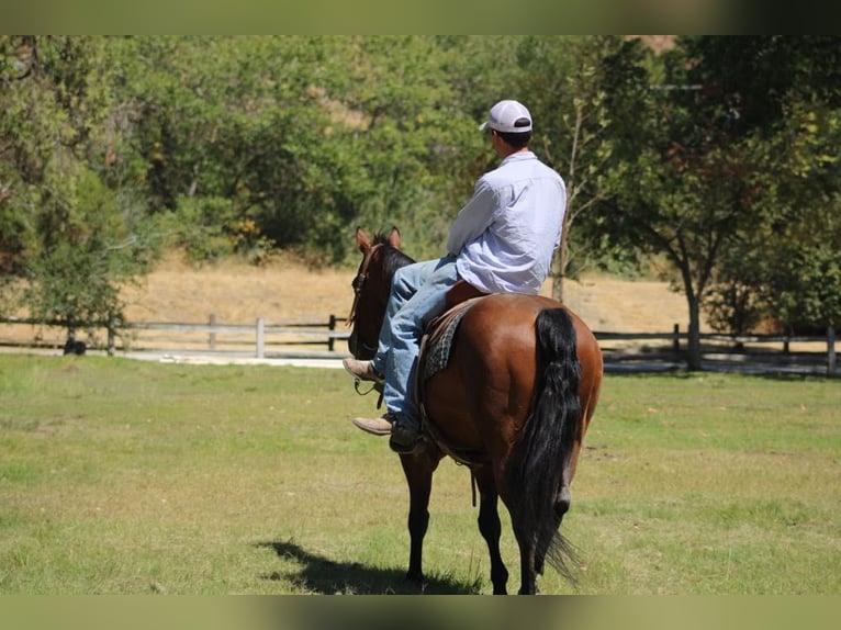 American Quarter Horse Ruin 10 Jaar 152 cm Roan-Bay in Paicines CA