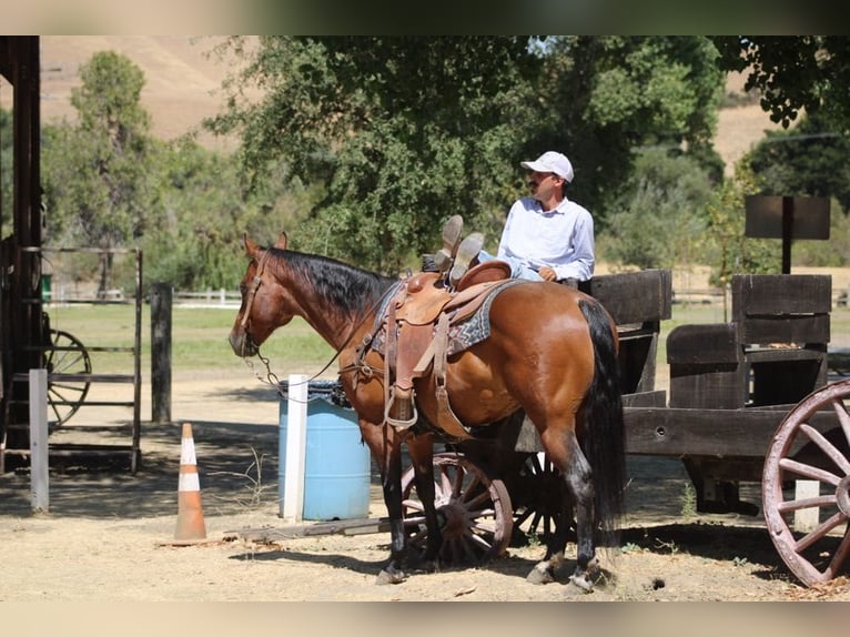 American Quarter Horse Ruin 10 Jaar 152 cm Roan-Bay in Paicines CA