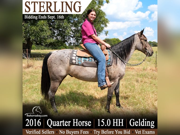 American Quarter Horse Ruin 10 Jaar 152 cm Roan-Bay in Athens, TX