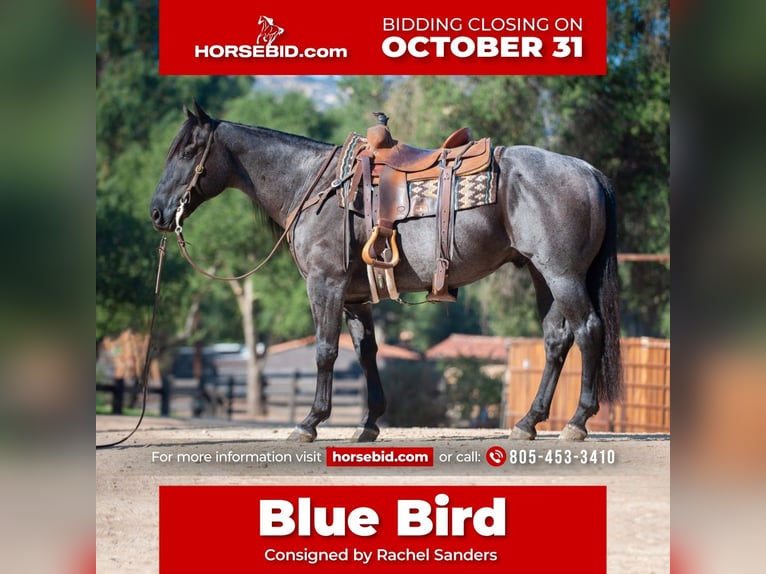 American Quarter Horse Mix Ruin 10 Jaar 152 cm Roan-Blue in Joshua, TX