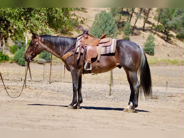 American Quarter Horse Ruin 10 Jaar 152 cm Roan-Blue in Tres Pinos