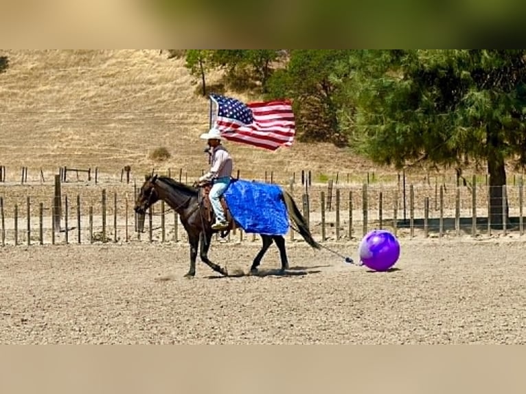 American Quarter Horse Ruin 10 Jaar 152 cm Roan-Blue in Tres Pinos