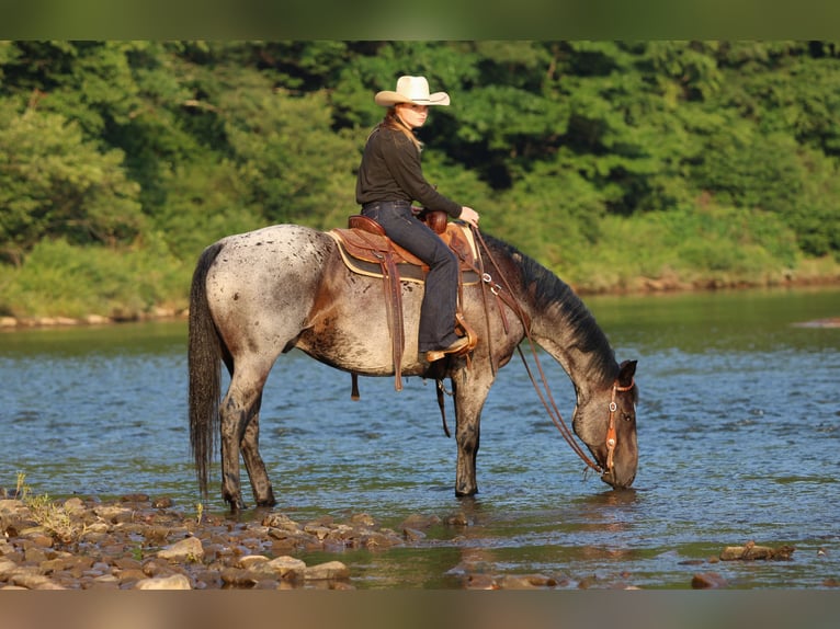 American Quarter Horse Ruin 10 Jaar 152 cm Roan-Blue in Clarion