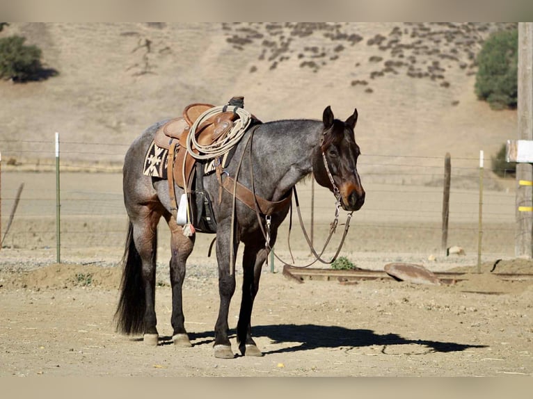 American Quarter Horse Ruin 10 Jaar 152 cm Roan-Blue in Paicines CA