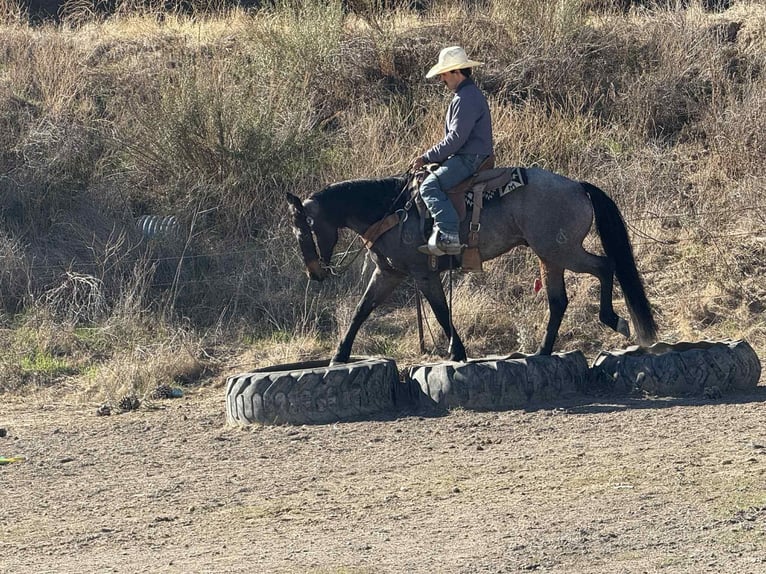 American Quarter Horse Ruin 10 Jaar 152 cm Roan-Blue in Paicines CA
