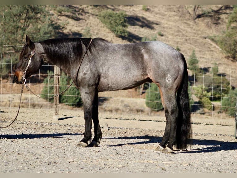 American Quarter Horse Ruin 10 Jaar 152 cm Roan-Blue in Paicines CA
